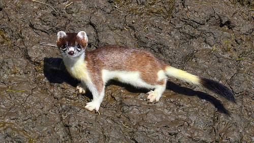 Stoat (Female) | Losing her winter coat. | Ian Knappett | Flickr