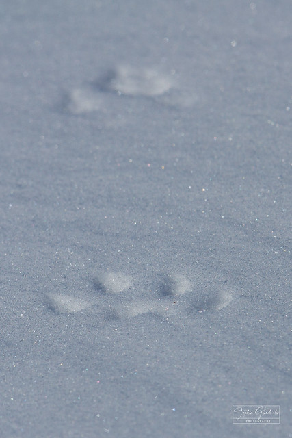 Fox paw prints or tracks in snow, near Arviat, Nunavut