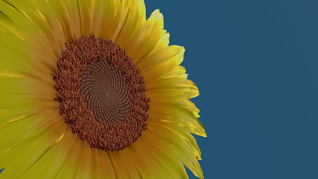 Sunflower for Ukraine.