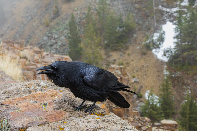 Common Raven at Golden Gate Canyon in Yellowstone National Park