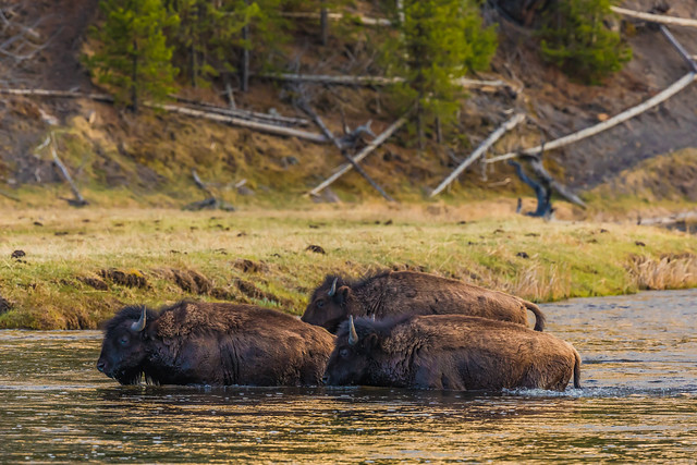 Bison Crossing Madison River in Yellowstone