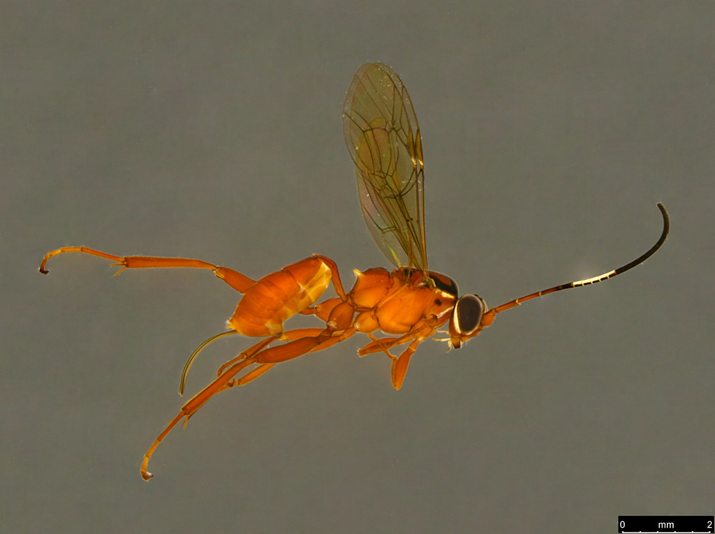 19a - Ichneumonidae sp.