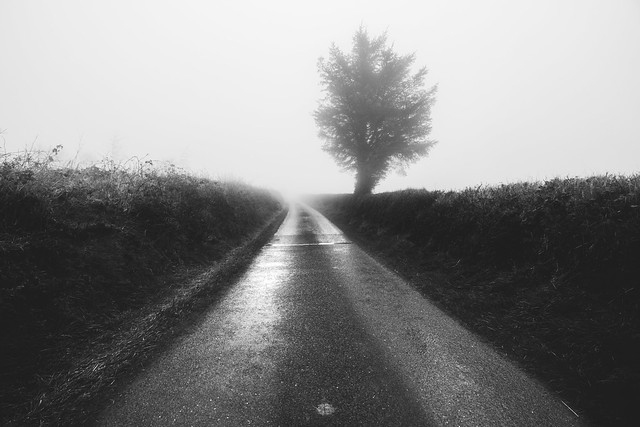 Lonely Tree, on a Lonely Road