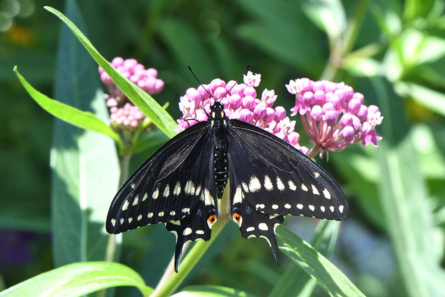 2020 Eastern Black Swallowtail (Papilio polyxenes) 6