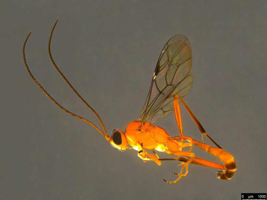 12a - Ichneumonidae sp.