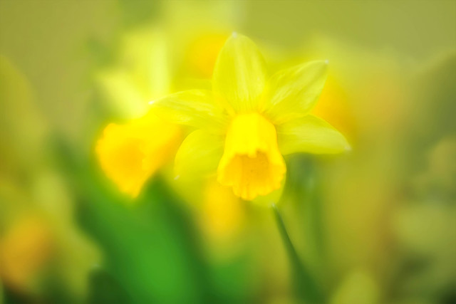 Daffodil - Lensbaby Velvet 85