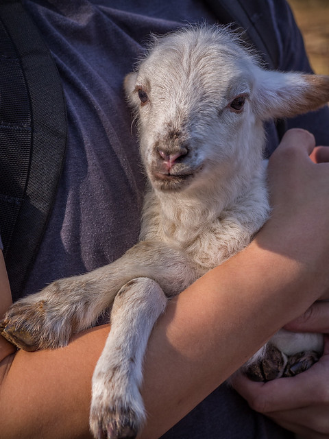 Baby lamb (at one week of age!)