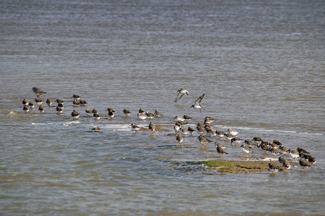 Ringed Plover, Knot and Sanderling