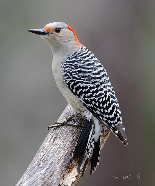 Female Red-bellied Woodpecker