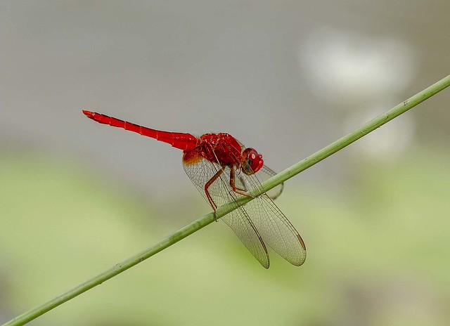 Dragonfly_9753
