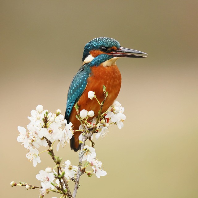 Common Kingfisher,UK.