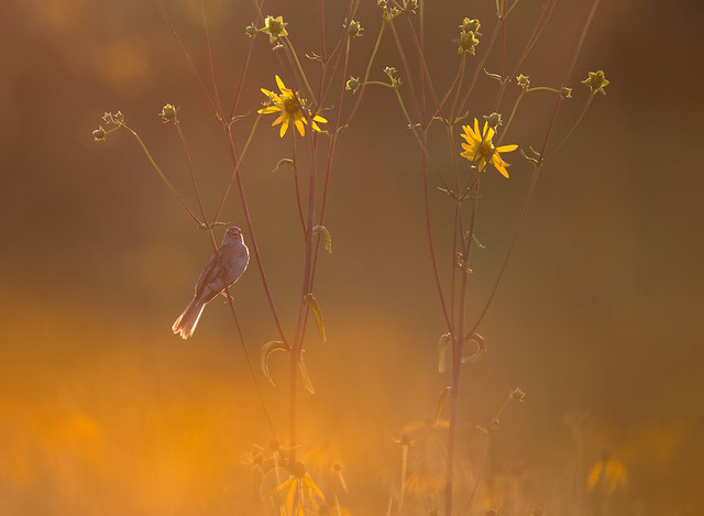 Field Sparrow on Sunflower