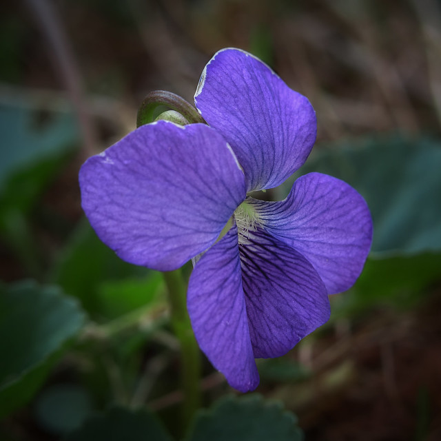 Late-winter wood violet