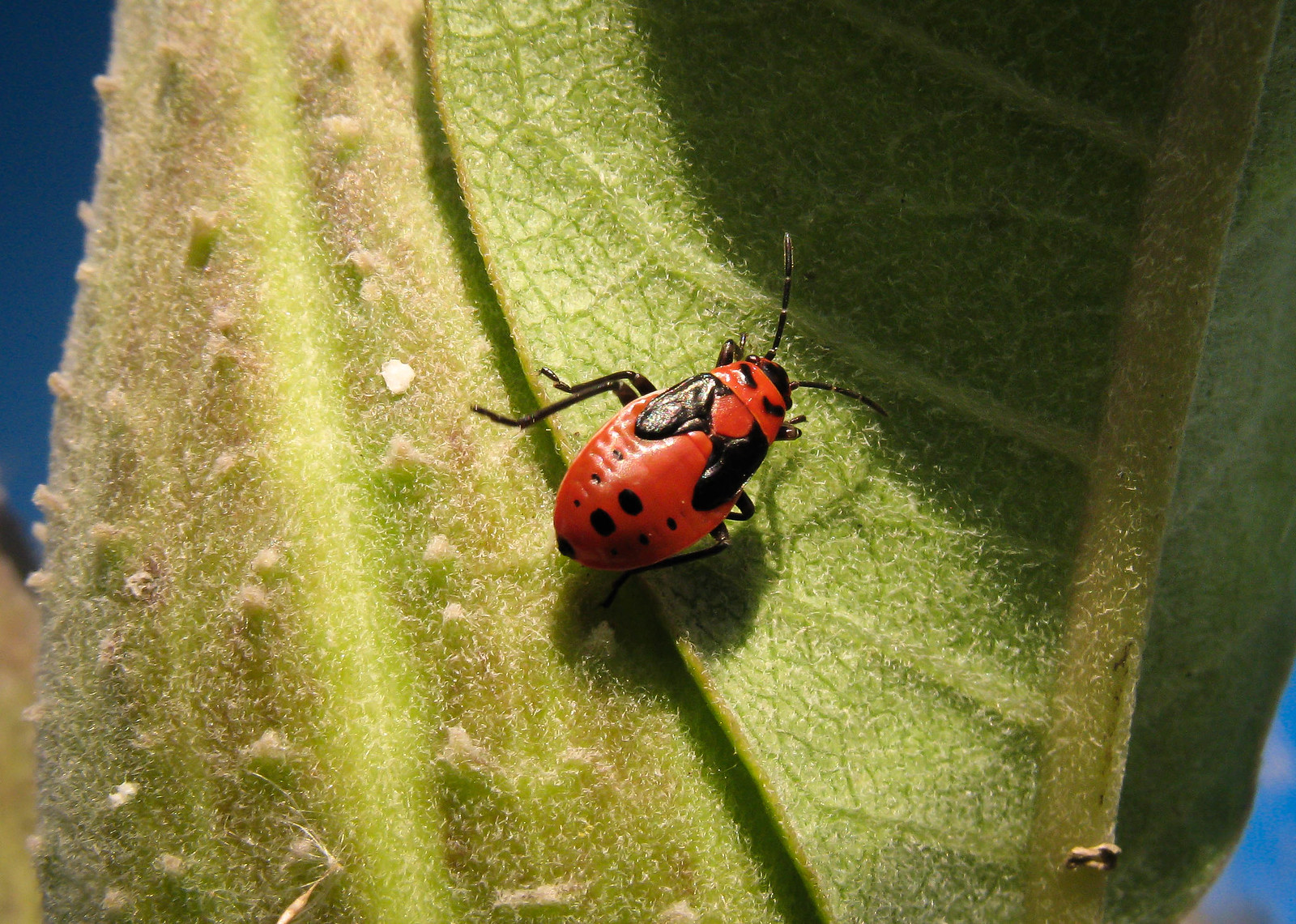 Bug nymph on milkweed