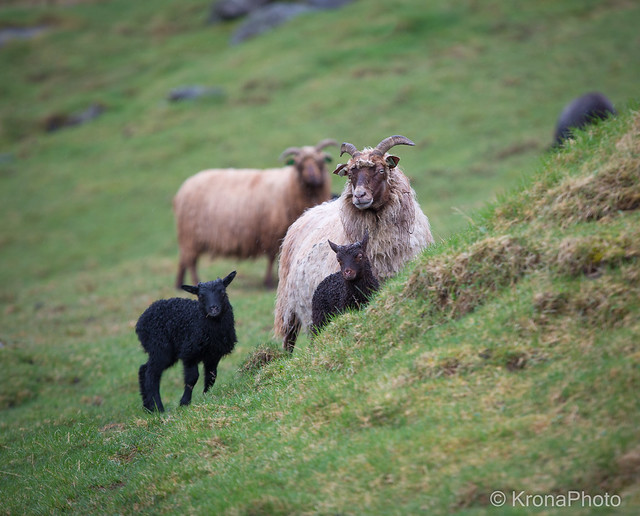 Wet sheeps, Stadlandet, Norway