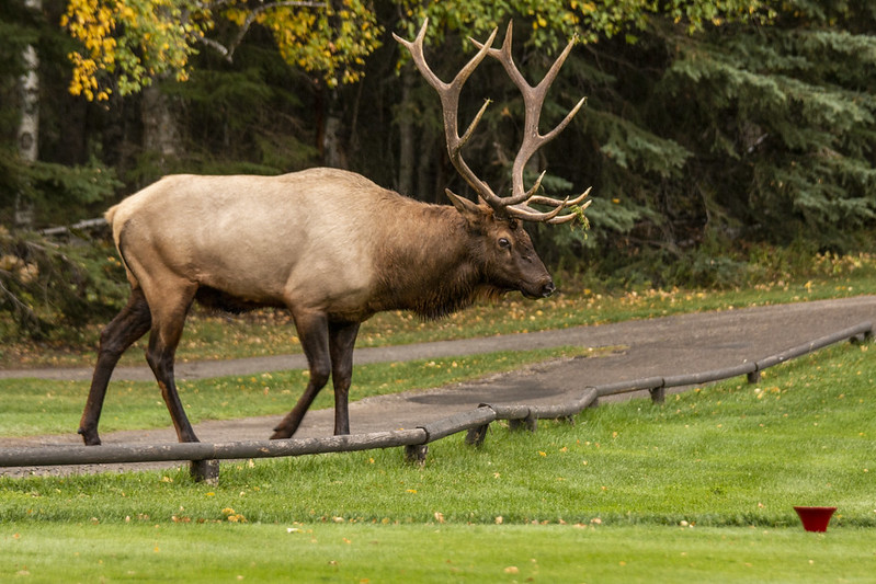 Bull elk, Waskesiu Lake, Prince Albert National Park