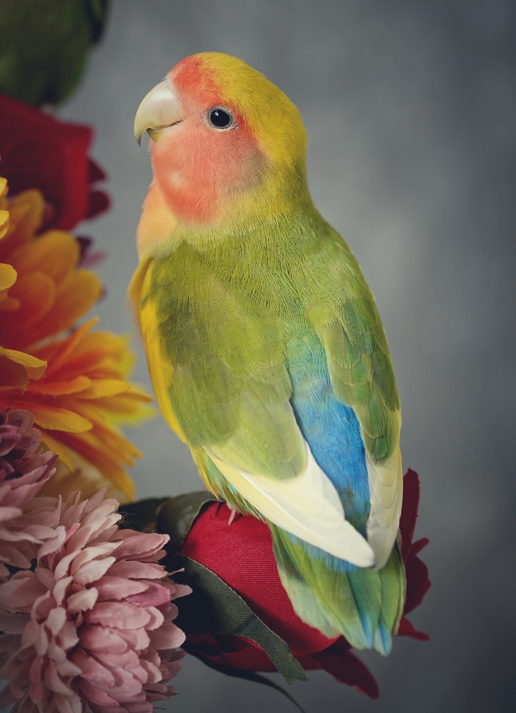 Lumi, flower bird :) | Peach faced lovebird. | Farah Tarabya | Flickr