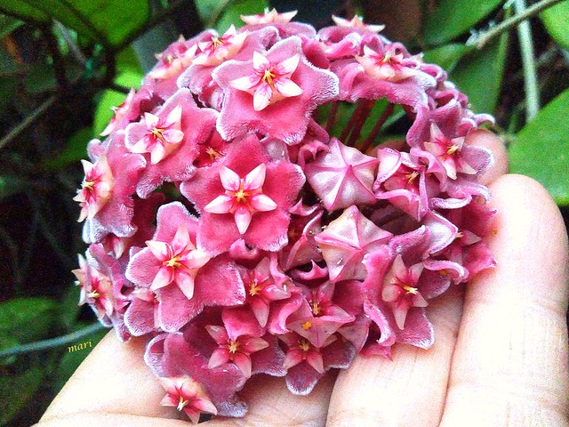 Hoya Pubicalyx 'Royal Hawaiian Purple'