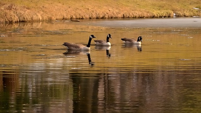 Geese_9668
