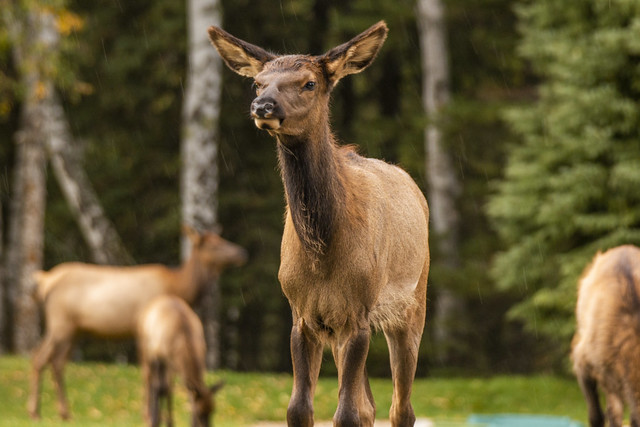 Something has got this elk's attention, Waskesiu Lake, Prince Albert National Park