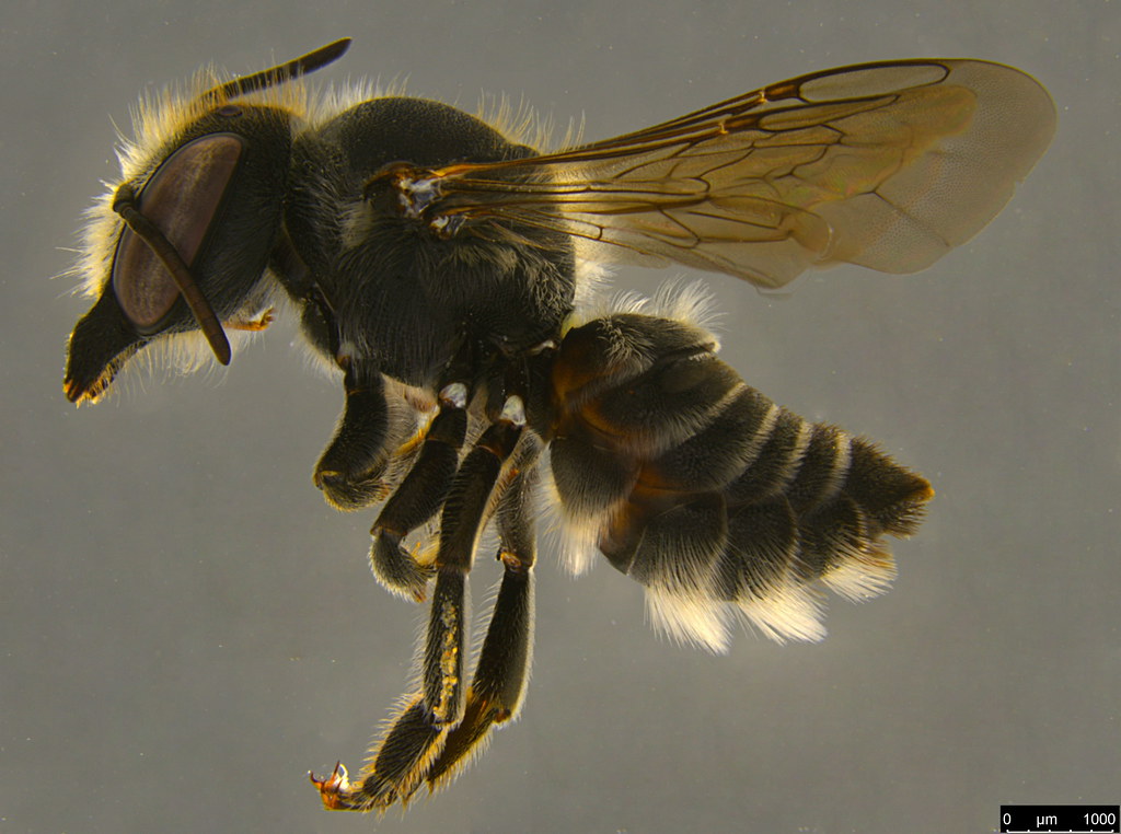 5a - Megachilidae sp.