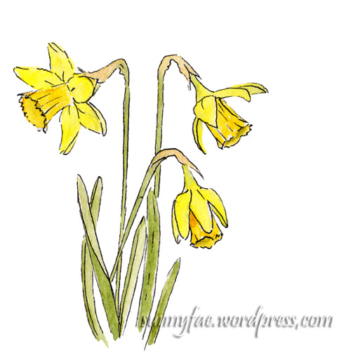 tiny spring daffodils
