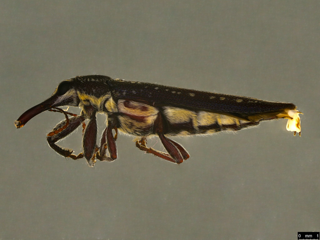 1a - Rhinotia sp.