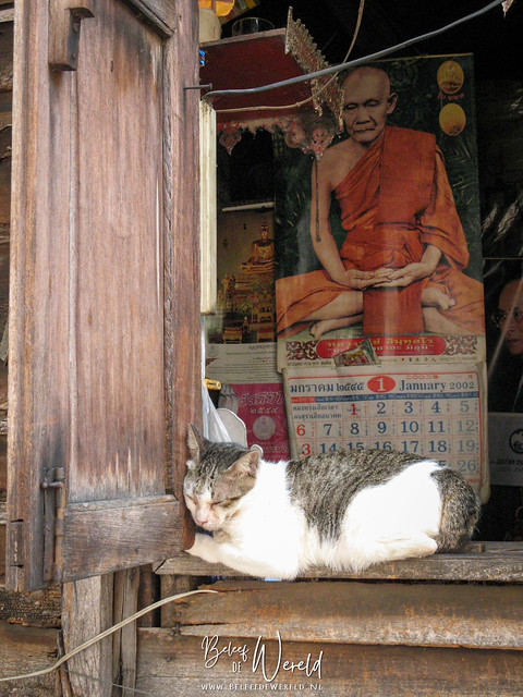 Sleeping cat or meditating cat? What do you think?  Somewhere in Bangkok, Thailand ~ January 2, 2007