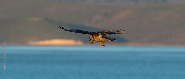 Point Reyes Red Tail