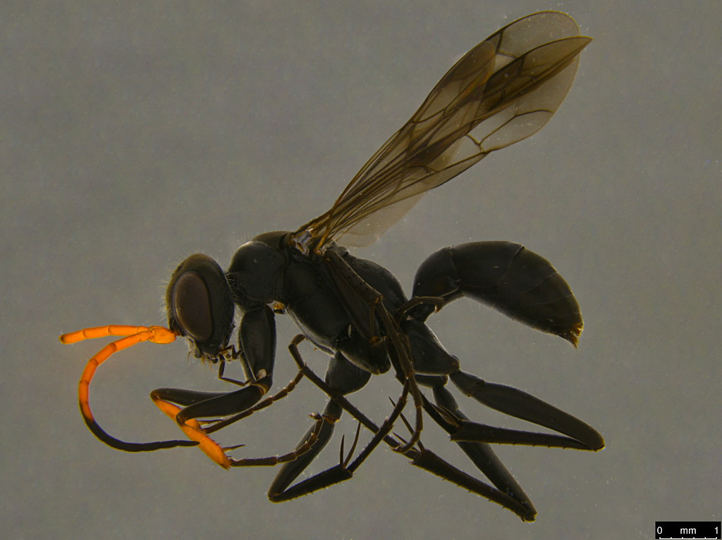 7a - Pompilidae sp.