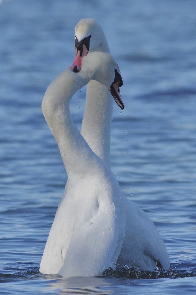 Mating Mute Swans - Cygnus olor