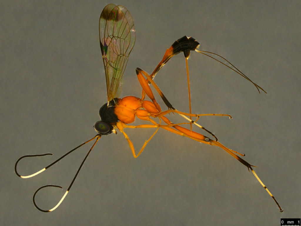 20a - Ichneumonidae sp.