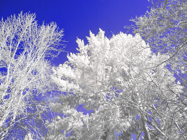 Infrared Tree Tops