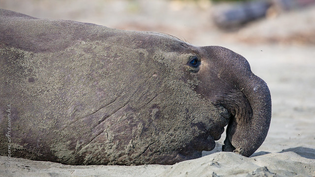 Young Bull Elephant Seal