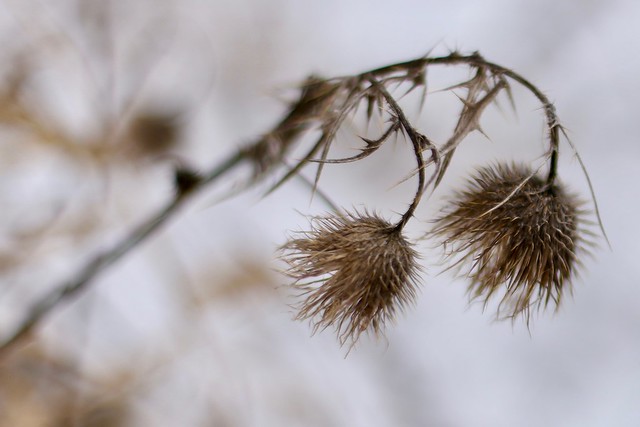 Thistle and thorns in winter.