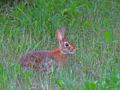 Cottontail rabbit in the field grasses