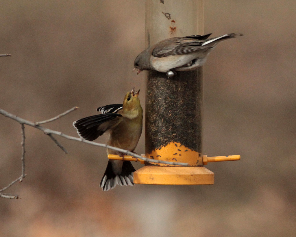 American Goldfinch vs. Dark-eyed Junco 5910