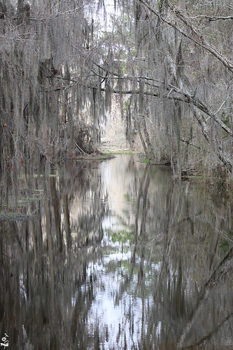 georgia phinizyswampnaturepark swamp spanishmoss