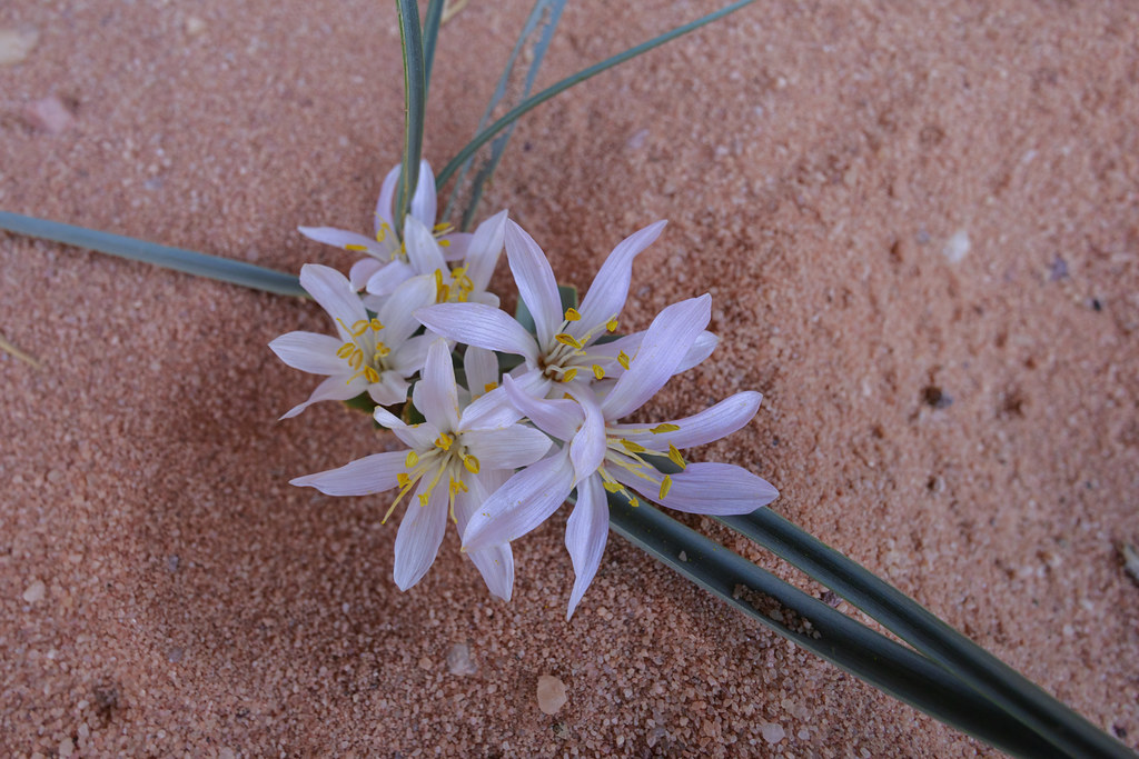 Colchicum ritchii (Egyptian Autumn Crocus) - Colchicaceae … | Flickr