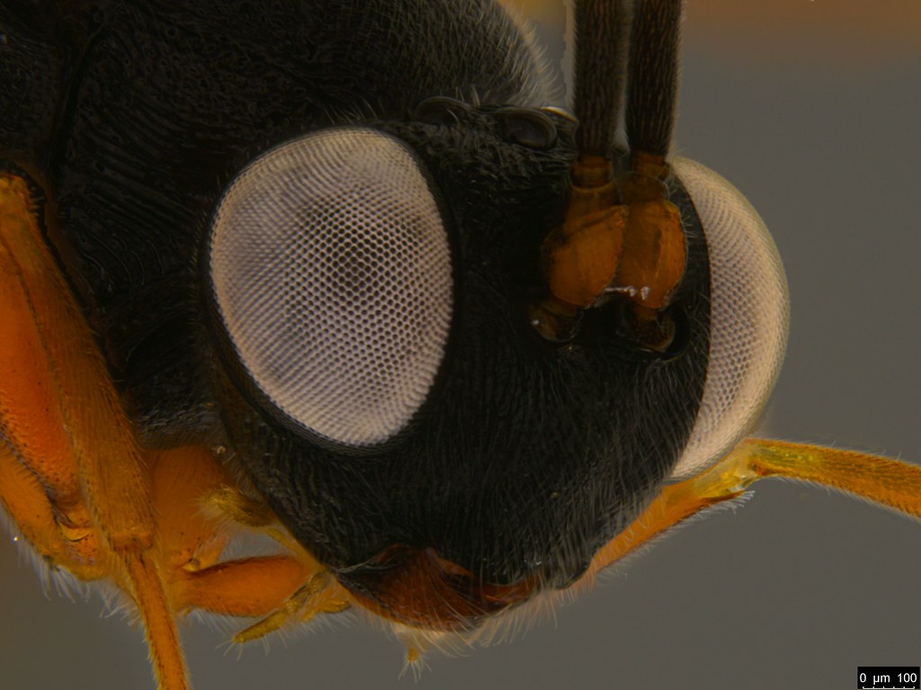 15c - Ichneumonidae sp.
