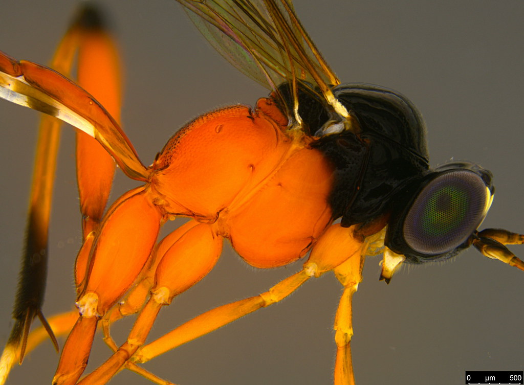 20c - Ichneumonidae sp.
