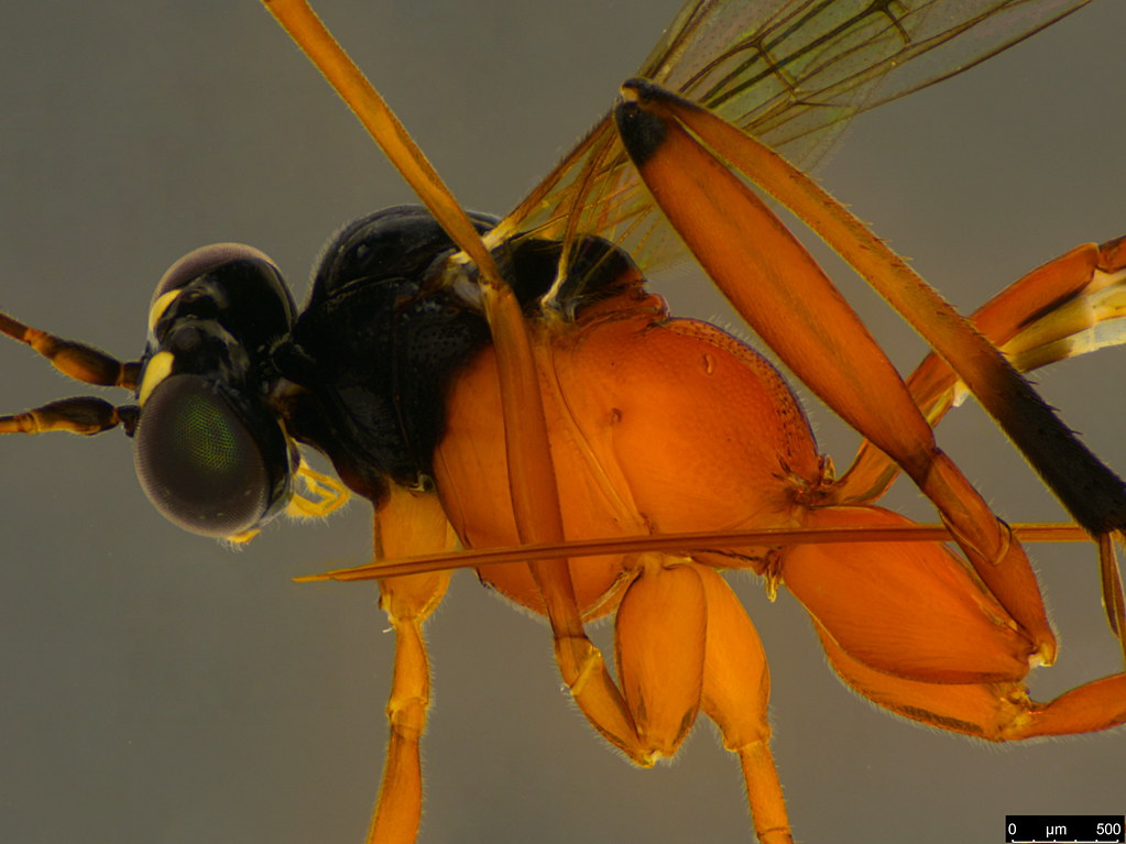 21b - Ichneumonidae sp.