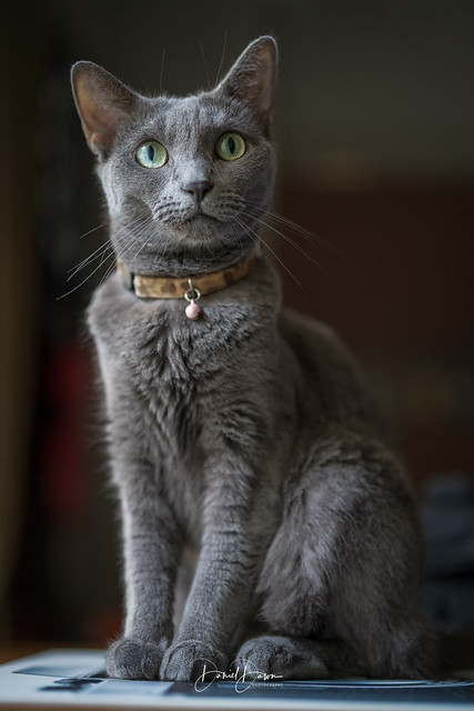 My Russian Blue (In Explore)