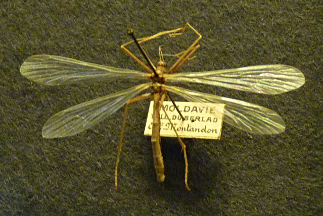Bittacus italicus (15-9-21 Naturhistorisches Museum Wien)