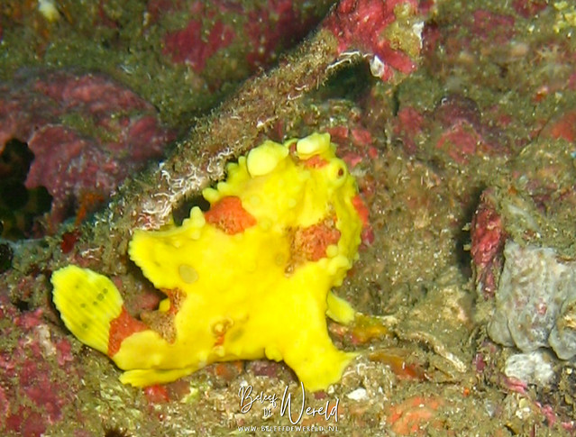 Is this a fish? Well, yes! This is a warty frogfish.
