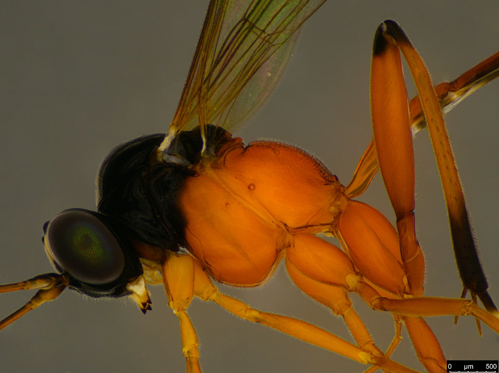20b - Ichneumonidae sp.