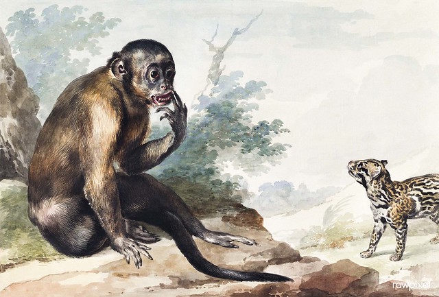 A Monkey Sitting on a Rock Looking at a Civet (1764) painting in high resolution by Aert Schouman.Original from the MET Museum. Digitally enhanced by rawpixel.