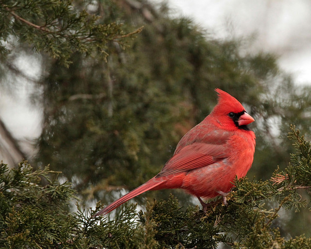 Northern Cardinal 5018