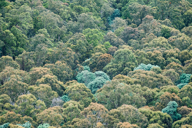 Forest from above, Cathedral Rock track, Wellington Park, Tasmania