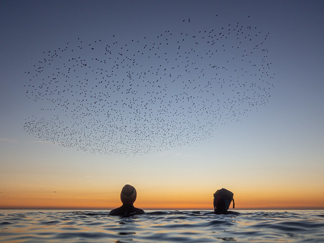 Swimming under Brighton's starlings